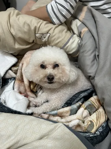 阿🐐