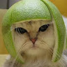 貓