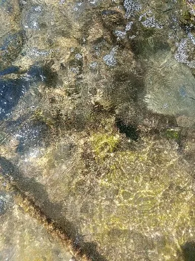 木藕人