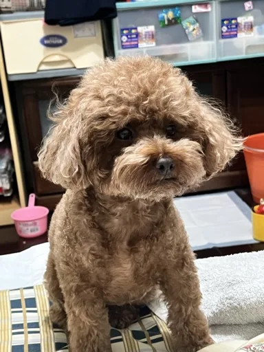 Kaia
