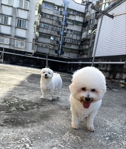 麻糬嘿嘿