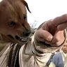 天天跌停爽歪歪
