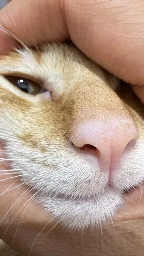 LQH