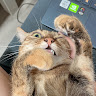 梨