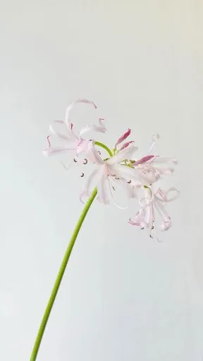 小羊