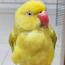 吳其倫