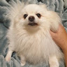 張惟翔