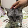 Shih
