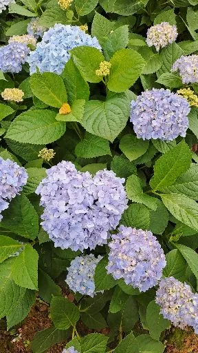 Lo翊菱