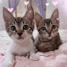 user_1958331342