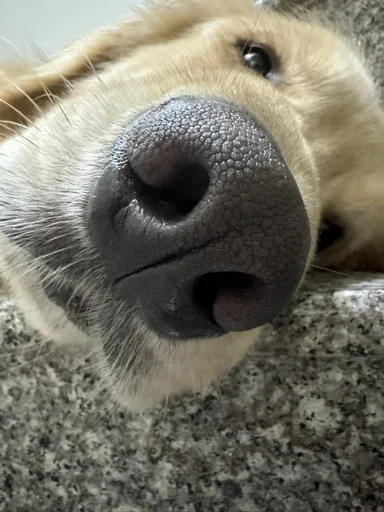 罐頭