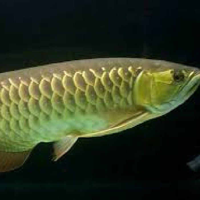 金龍魚