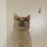 user_393618462