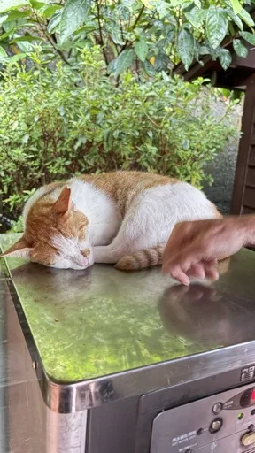 涵棠