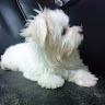 YIN CHIH PENG