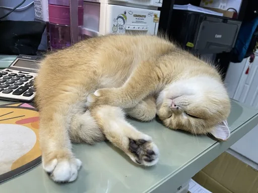 榛