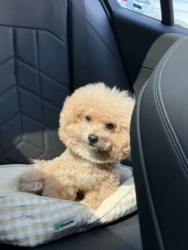 巧虎