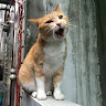 安某某