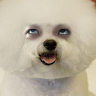 洪偷
