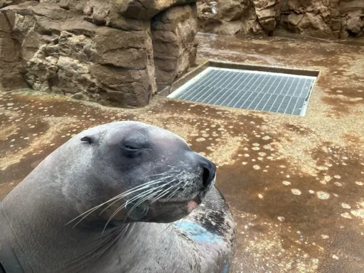賢