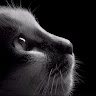 User_4053763138