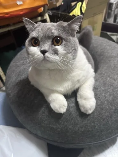 陳雅薇