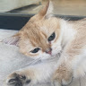 bingxiu
