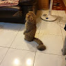 Cat Hi