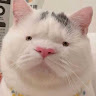 陳陳