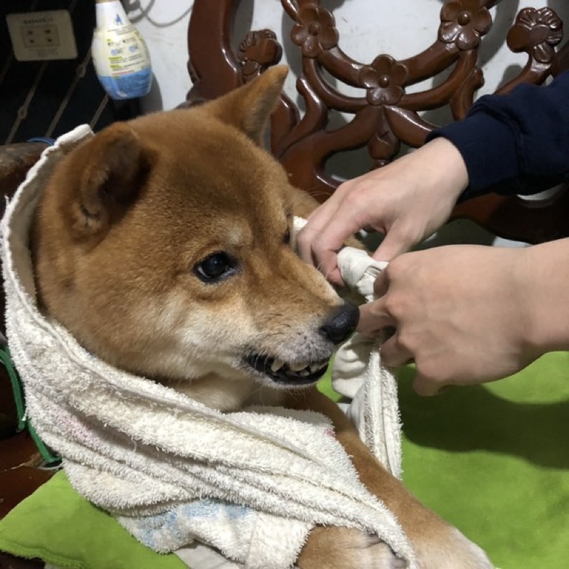 文