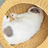莊旻曄