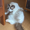 user_2428638964
