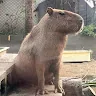 林至今