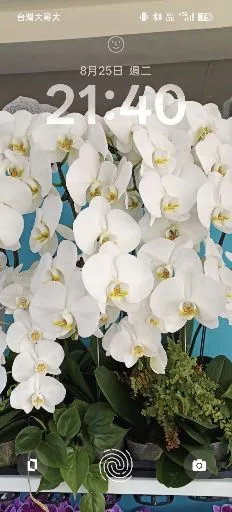 林素幸