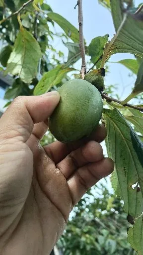 阿巴