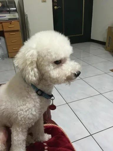 Son