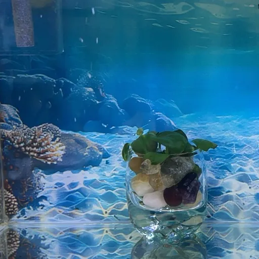 伊伊