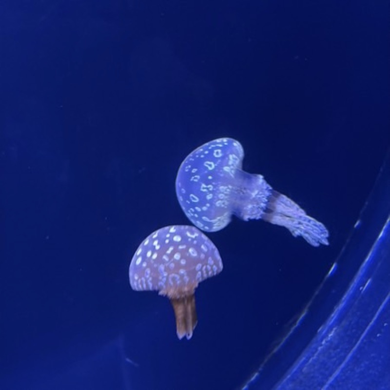 小水母飄啊飄
