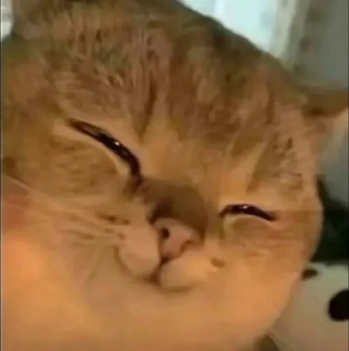 Cathyiii