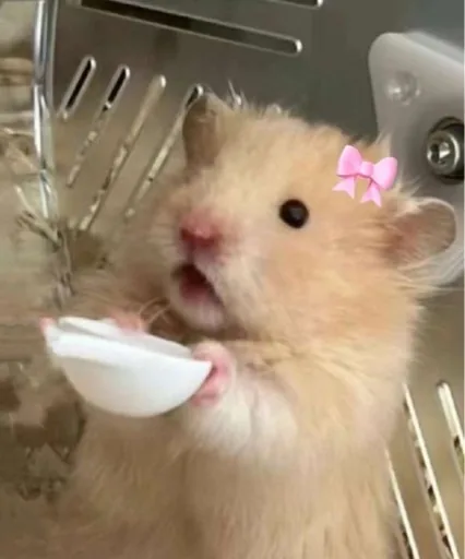 Xooo
