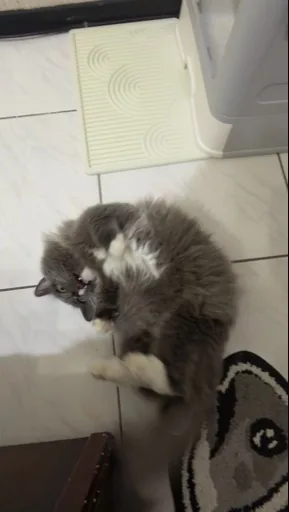 Sir