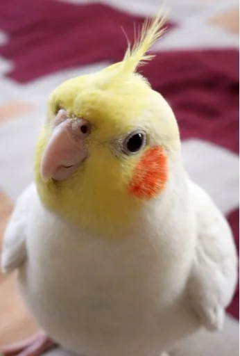 Stanley