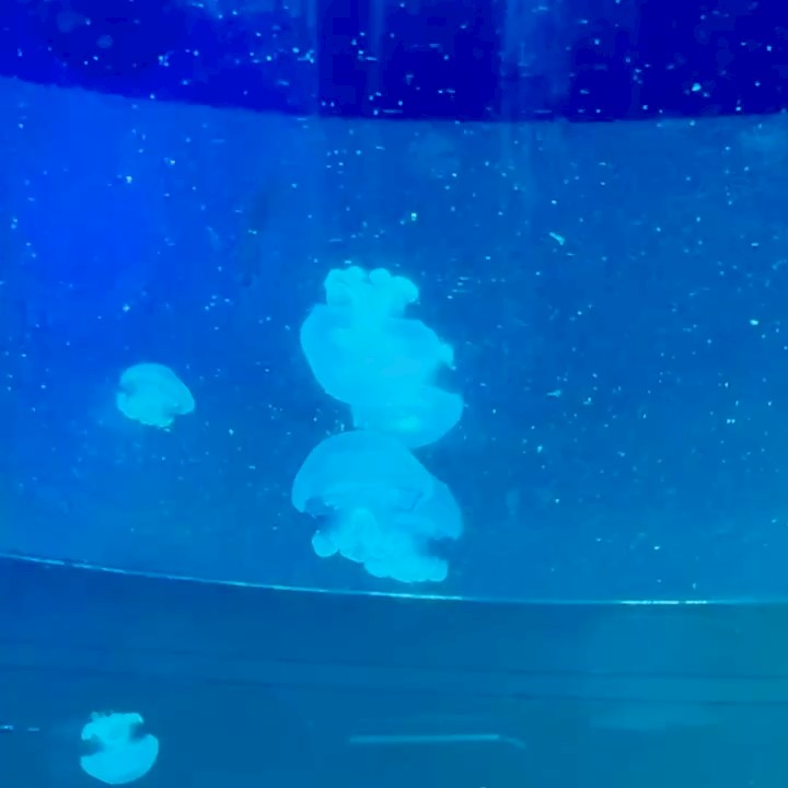 FORD 永義