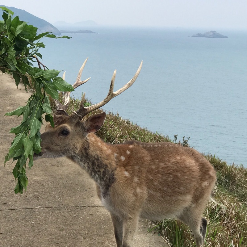 Han