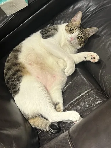 Hui