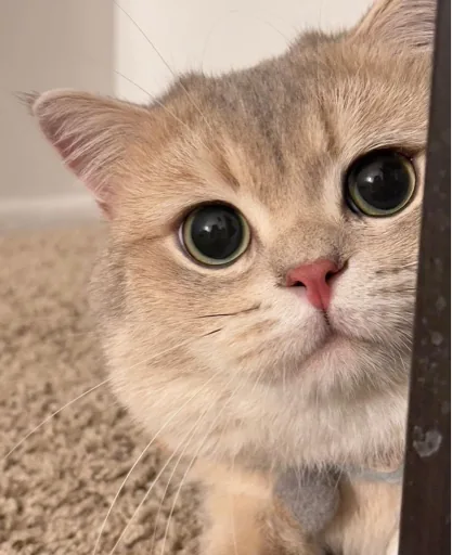 維克托